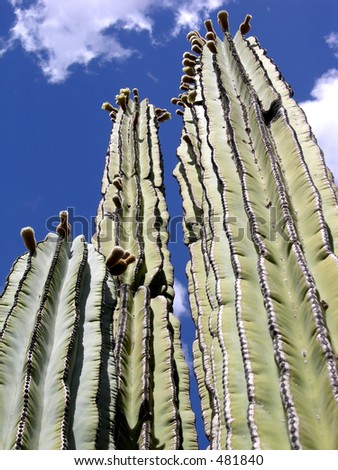 Look way up - soaring Saguaros - Phoenix, Arizona.