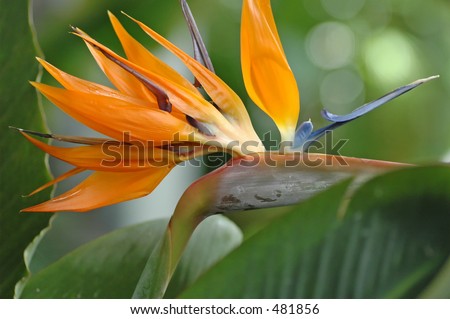Exotic, tropical Bird of Paradise plant.