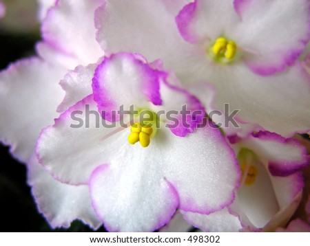 African Violets - plain household violets look better up close.