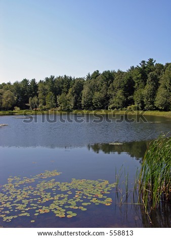 Smooth water pond with lily pads.