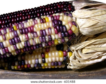 Indian Corn.