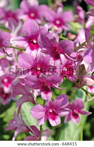 Spray of purple and white orchids.