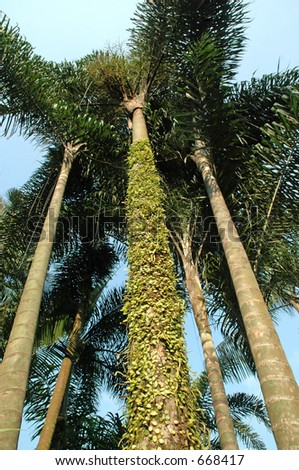 Tropical trees - look way, way up.