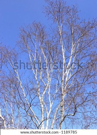 Birch tree branches against a blue winter sky.