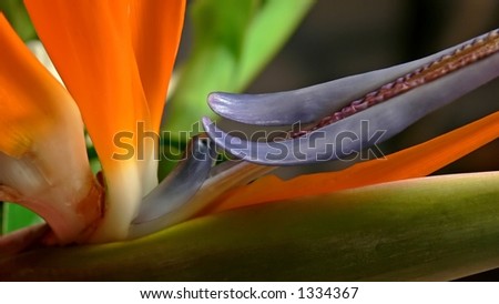 Closeup of the center of a Bird of Paradise plant.