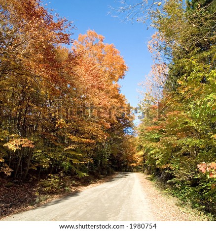 Fall leaves beside a country road, Muskoka, Ontario, Canada.