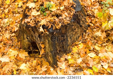 A tree stump, covered in fall leaves, in the castle grounds, Landshut, Germany.