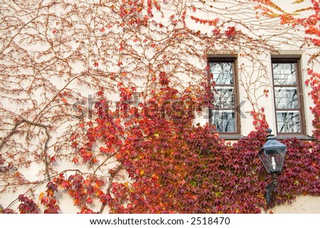 Fall colors in the ivy vine on the side of a building in the castle grounds, Landshut, Germany.