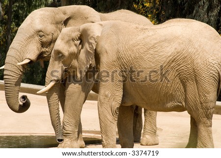 A pair of elephants, taking it easy in the desert heat - San Diego Wild Animal Park, San Diego, California.
