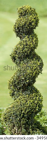 Elegant looking spiral topiary, in Green Park, near Buckingham Palace, London, England.