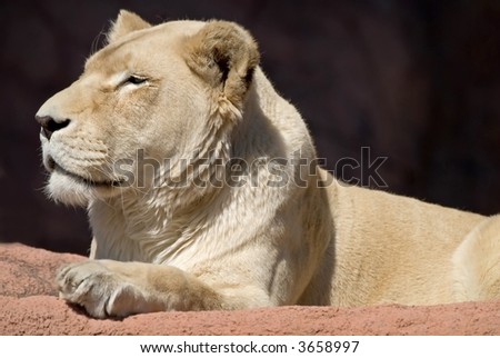 Majestic looking lion, sunning herself and posing for pictures.