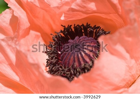 Closeup of the center of a peachy pink poppy flower.