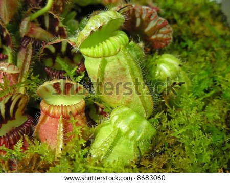 Sort of look like they\'re singing. A bunch of pitcher plants.