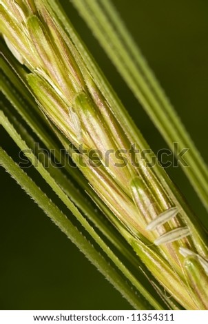 Closeup shot of a stalk of still very green wheat.