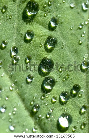 Water droplets gleam like diamonds in the sun, on a lady mantle leaf.