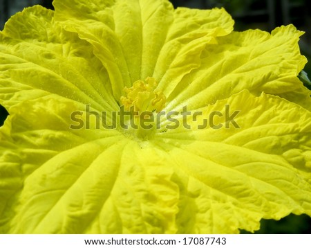 The bright, bright yellow blossom of a squash plant.