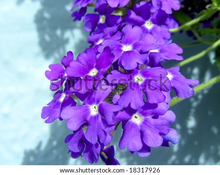 Don\'t know what these flower are, but their color is striking against the aqua wall.