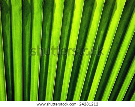 Sun shining through a palm leaf makes for a wonderful shade of green.
