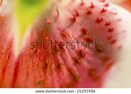 Closeup of the petals of a stargazer lily - the colors look like a watermelon.