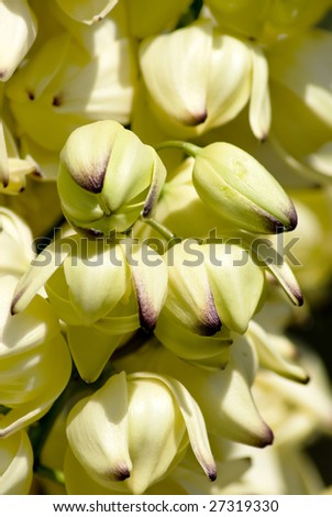 Lush Flowers