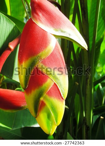 A very bright and tropical looking ginger plant.