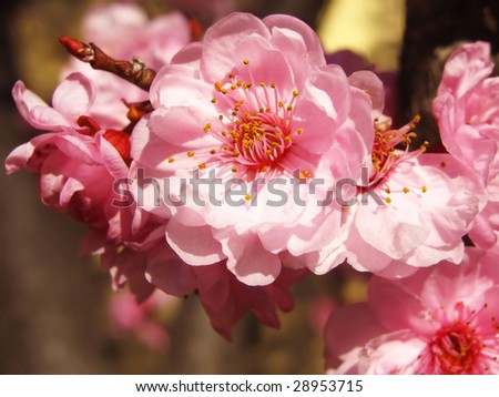 Lovely pink cherry blossoms on a branch. A great sign of spring.