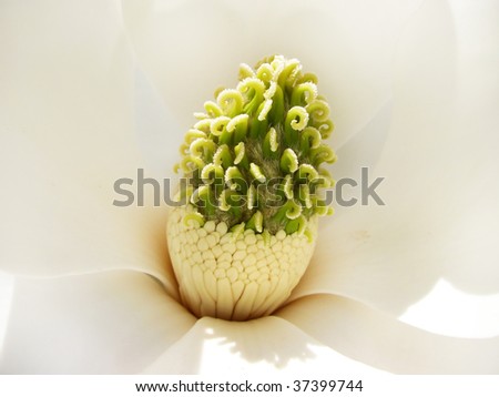 Closeup of the interior of a glorious white magnolia flower.