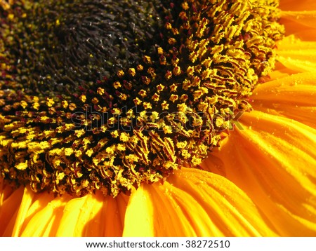 Pollen grains on the petals at the edge of a bright yellow sunflower.