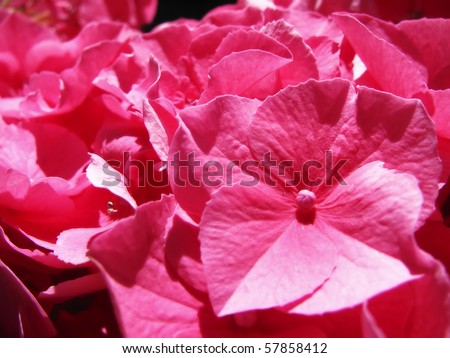 Astonishing deep pink color in a bunch of hydrangea.