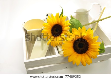 Sunflower. White background