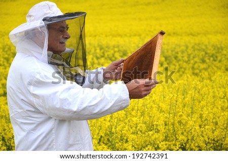 experienced senior apiarist working in the blooming rapeseed field