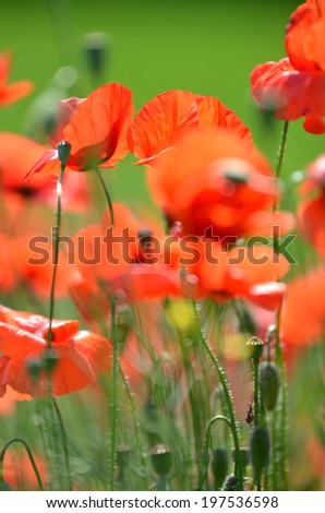 delicate poppy seed flowers on a field