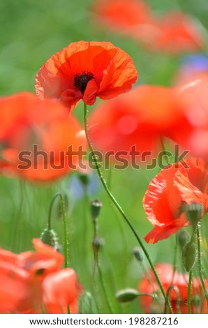 Delicate poppy seed flowers on a field