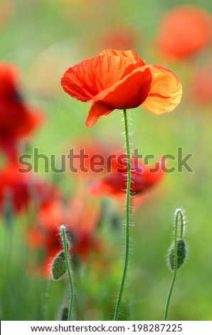 Delicate poppy seed flowers on a field