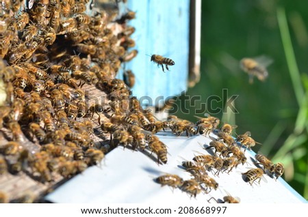 A swarm  of bees at the entrance of beehive in apiary in the summertime