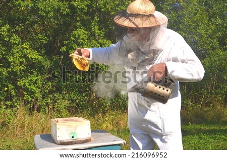 Experienced senior beekeeper holding honeycomb from small wedding beehive in apiary