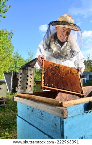 Experienced senior apiarist making inspection in apiary after summer season