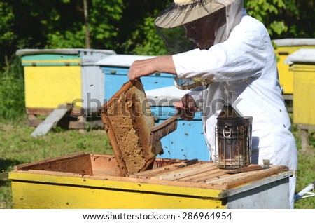 Experienced senior apiarist cutting out piece of larva honeycomb in apiary in the springtime