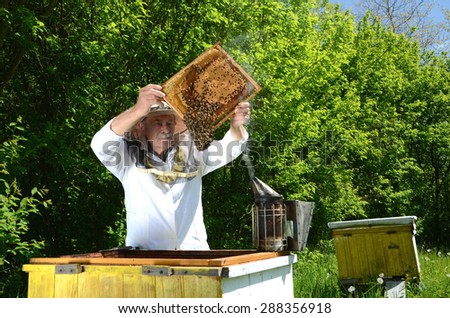 senior apiarist making inspection in apiary in the springtime