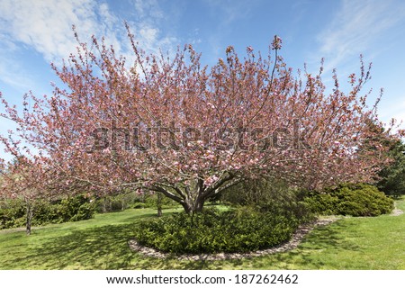Shirotae oriental cherry tree with blossoms.