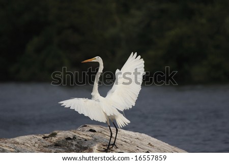 Egret with its wings expanded  on a large rock