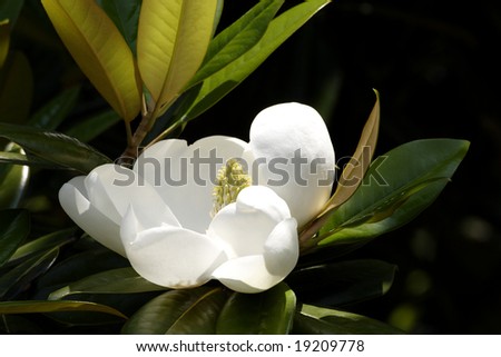 White flower from the Southern Magnolia tree