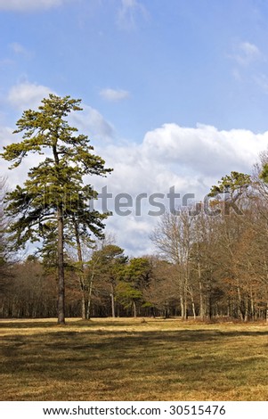 Open grass area with trees and clouds in the background.