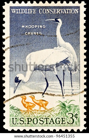 UNITED STATES - CIRCA 1957 : A stamp printed in United States.Wildlife conservation, Whooping Cranes and babies. United States - circa, 1957