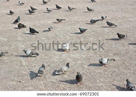 Grey pigeons around one white pigeon
