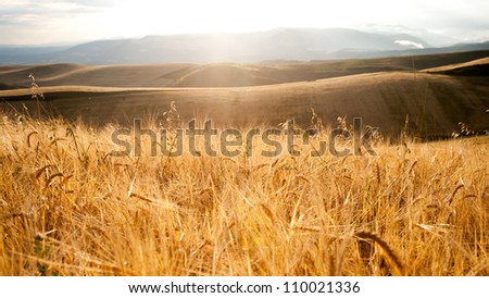 Fields of wheat as the sun rises