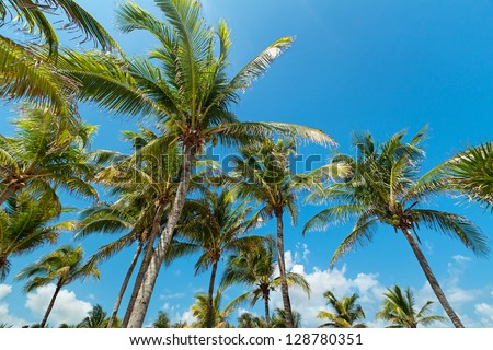Palm trees over blue sky in Mexico