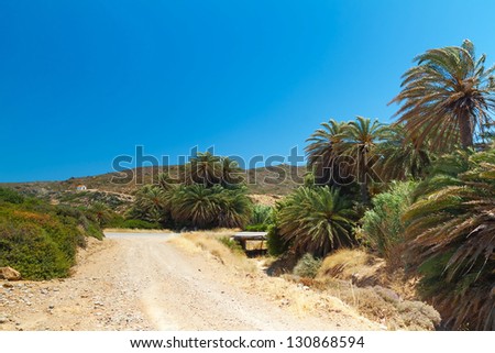 Palm trees with bananas on Crete, Greece