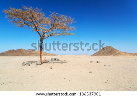 Lonely dry tree on the egyptian desert