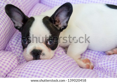 Cute french bulldog puppy